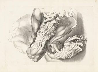 Anatomische Studien von Armen