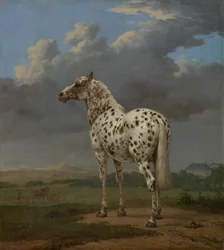 Scheckpferd, ca. 1654