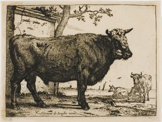 Der Stier