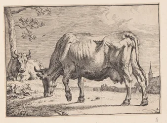 Die weidende Kuh, aus Verschiedene Ochsen und Kühe