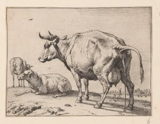 Die Pissende Kuh, aus Verschiedene Ochsen und Kühe