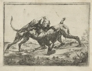 Kämpfende Hunde