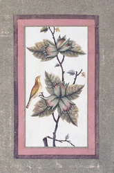 Vogel- und Blumenstudie, ca. 1780