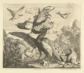 Hahn greift einen Pfau an (Verschiedene Vögel)