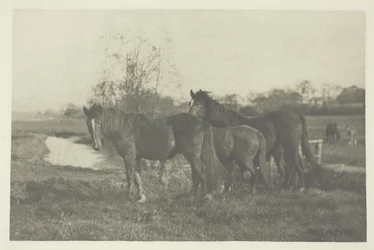 Fohlen in einem Sumpfgebiet in Norfolk