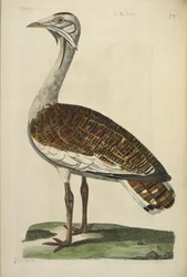 Der männliche Trappe, Illustration aus 