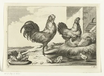 Huhn, Hähne und Küken