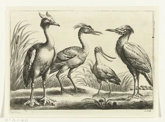 Vier Watvögel