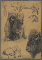 Studien von Bison, Kalb und Ziege