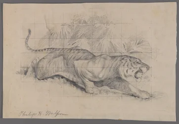 Tiger in der Landschaft