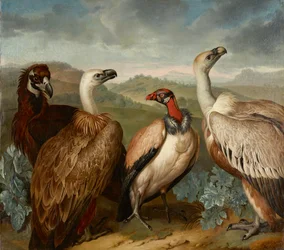 Vier Geier verschiedener Art