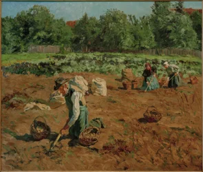 Kartoffelernte