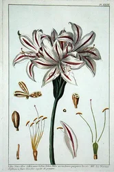 Lilio Narciffus Affricanus aus 