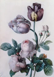 Eine Kohlrose, zwei Tulpen, ein Kleiner Fuchs, Gelbe Wiese