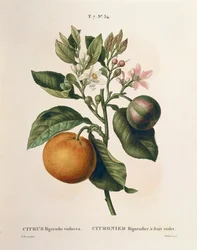 Bitterorange (Citrus aurantium) mit violetter Frucht
