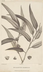 Eucalyptus Globulus aus 