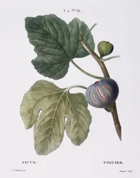 Feige (Ficus)