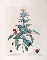 Fuchsie, botanische Tafel von Pierre Joseph Redouté