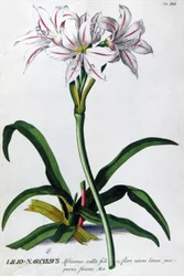 Lilie, Lilio Narcissus