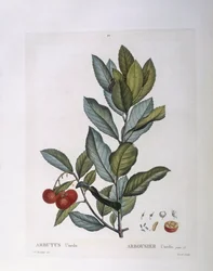 Erdbeerbaum (Arbutus unedo), botanische Tafel von Pierre Joseph Redouté