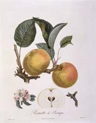 Apfel (Malus domestica), Bourgogne Sorte, botanische Tafel von Pierre Antoine Poiteau