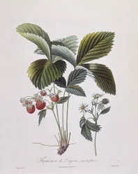 Virginische Erdbeere (Fragaria virginiana), Henry Louis Duhamel du Monceau, botanische Tafel von Pierre Antoine Poiteau