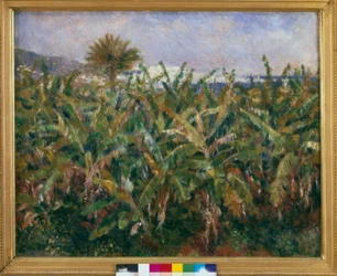 Bananenfeld