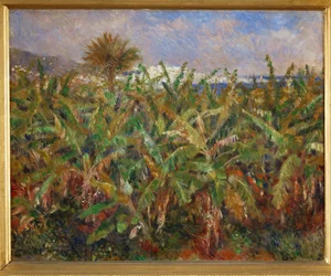 Bananenfelder