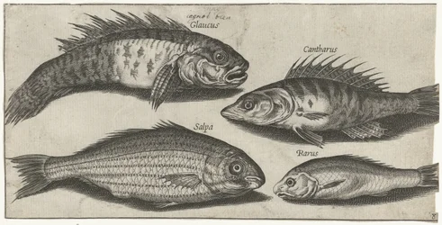 Bokvis, Barsch, Grundel und ein unbekannter Fisch