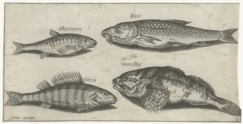 Karpfen, Elritze, Wels und ein Barsch