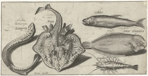 Rochen, Neunauge, Garnele und zwei andere Fische (Vissen)