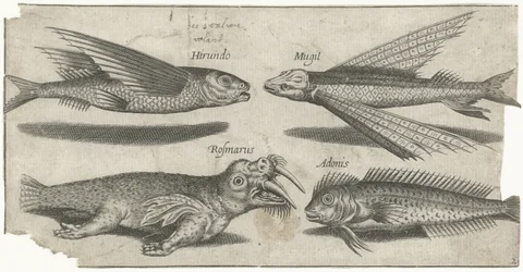 Fliegender Knurrhahn, Kliesche, Schleimfisch und ein Walross