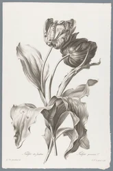 Tulpe