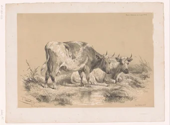 Studie von zwei Kühen