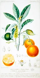 Citrus Aurantium oder Sevilla-Orange, um 1820