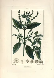Einjährige Mercuriale, Mercurialis annua. Handkolorierter Kupferstich von Lambert Junior nach einer Zeichnung von Pierre Jean-Francois Turpin aus Chaumeton, Poiret und Chamberets „La Flore Medicale“, Paris, Panckoucke