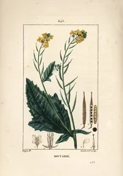 Schwarzer Senf oder schwarzer Seneve - Senf, Sinapis nigra. Graviert von Lambert Junior nach einer Zeichnung von Pierre Jean-François Turpin aus Chaumeton, Poiret und Chamberets "La Flore Médicale", Paris, Panckoucke
