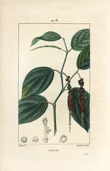Schwarzer Pfeffer, Piper nigrum, mit Blatt, Stiel und reifen und unreifen Pfefferkörnern. Handkolorierter Kupferstich von Lambert Junior nach einer Zeichnung von Pierre Jean-Francois Turpin aus Chaumeton, Poiret und Chamberets „La Flore Medicale“