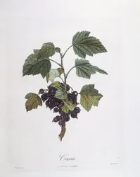 Schwarze Johannisbeere (Ribes nigrum) oder Cassis Noir de Bourgogne, botanische Tafel von Pierre Jean Francois Turpin