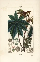 Rizinusölpflanze, Ricinus communis, mit Blatt, Blüte, Stängel und Samen. Handkolorierter Kupferstich von Lambert Junior nach einer Zeichnung von Pierre Jean-François Turpin aus Chaumeton, Poiret und Chamberet