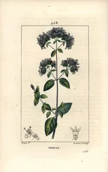 Gemeiner Oregano, auch Wilder Majoran genannt