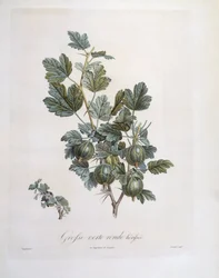 Stachelbeere (Ribes uva-crispa), botanische Tafel von Pierre Jean Francois Turpin