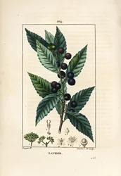 Lorbeerbaum, Laurus nobilis, mit Blatt, Beere und Samen