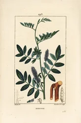 Süßholz, Glycyrrhiza glabra, mit Blüte, Blatt, Rinde, holzigem Zweig und Samen. Handkolorierter Kupferstich von Lambert Junior nach einer Zeichnung von Pierre Jean-Francois Turpin aus Chaumeton, Poiret und Chamberet