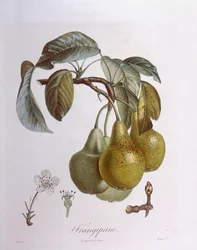 Birnen, Henry Louis Duhamel du Monceau, botanische Tafel