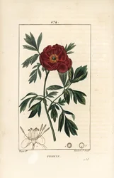 Pfingstrose - Europäische Pfingstrose, Paeonia officinalis, mit Blume, Blatt und Umriss der Blütenteile. Handkolorierter Kupferstich von Lambert Junior nach einer Zeichnung von Pierre Jean-Francois Turpin aus Chaumeton, Poiret und Chamberet