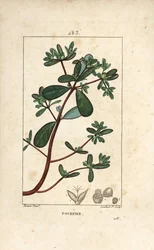 Portulak, Porculaca oleracea, mit Blatt, Stiel und Blüte. Handkolorierte Kupferstichgravur von Lambert Junior nach einer Zeichnung von Pierre Jean-Francois Turpin aus Chaumeton, Poiret und Chamberet