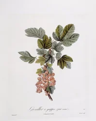Rote Johannisbeere, botanische Tafel von Pierre Jean Francois Turpin