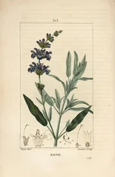 Salbei officinale - Echter Salbei, Salvia officinalis, mit Blüte, Blatt, Stängel und Samen