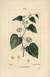 Salsepareille oder Berg Granon, Stachelige Winde, Stachelige Liset - Smilax aspera, mit Blüte, Stängel, Ranke, Blatt und Samen